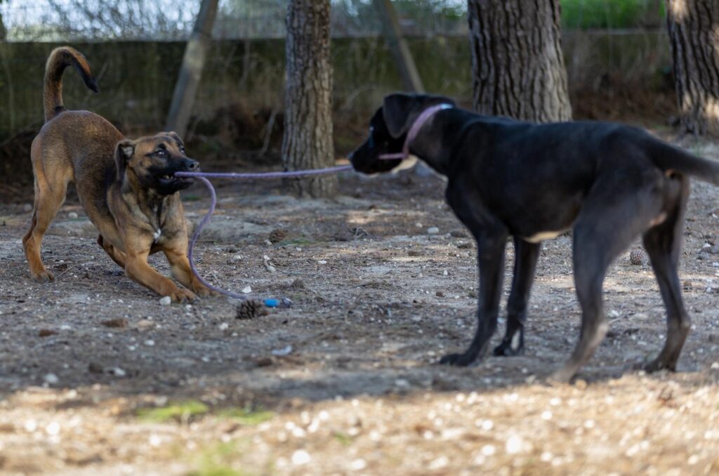 Canile-degli-iblei-adotta-un-cane-in-prov-di-ragusa