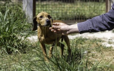 Luigino’s Love Story