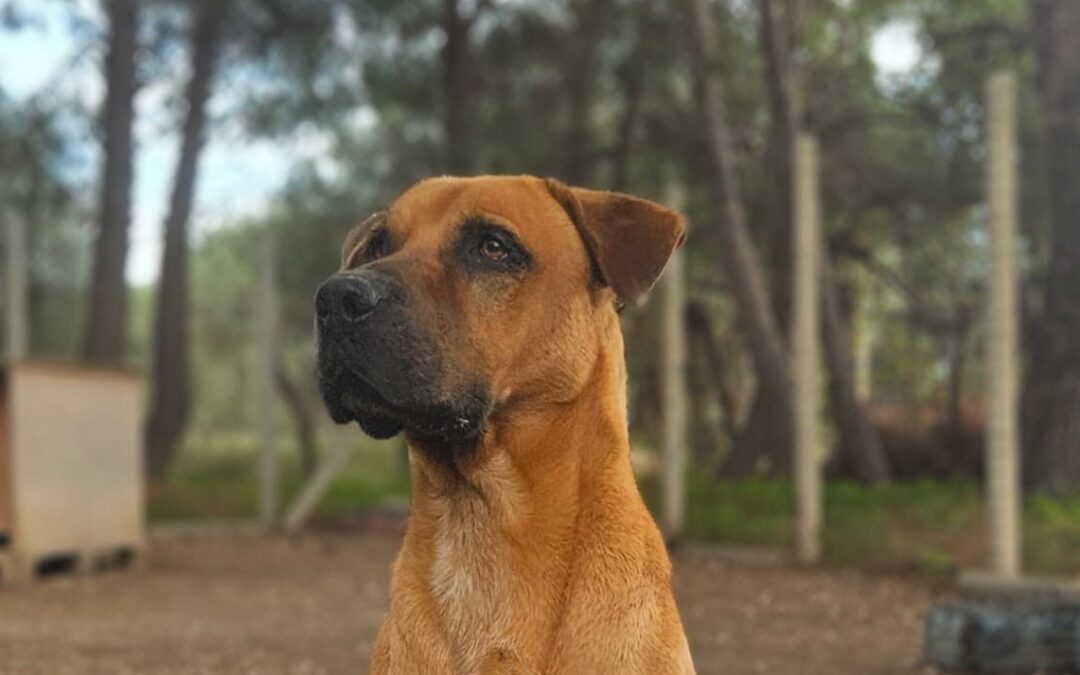 Argo