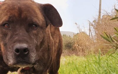 Tyson